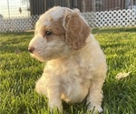 Small Photo #2 Goldendoodle (Miniature) Puppy For Sale in CRAIGVILLE, IN, USA