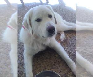 Great Pyrenees Dogs for adoption in Spring, TX, USA