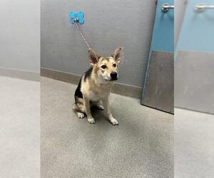 German Shepherd Dog-Unknown Mix Dogs for adoption in Las Vegas, NV, USA