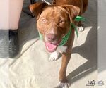 Small #4 Beagle-Plott Hound Mix