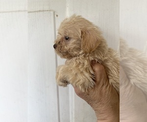 Malchi-Poodle (Miniature) Mix Dog for Adoption in VENETA, Oregon USA
