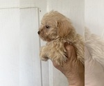 Image preview for Ad Listing. Nickname: Shy
