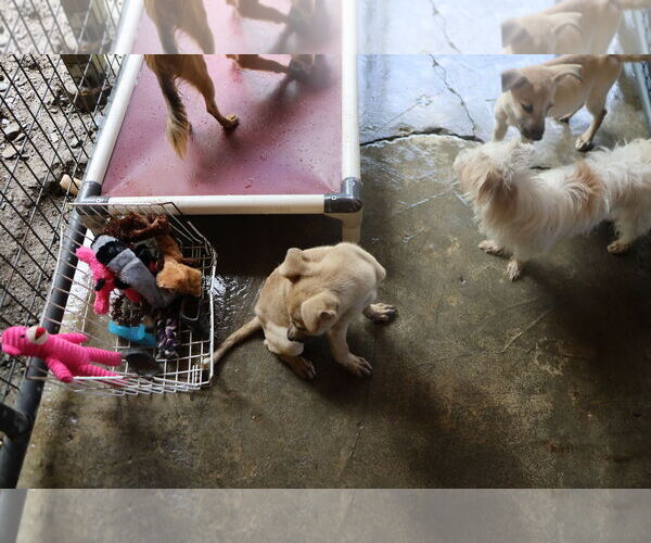 Medium Photo #20 Labrador Retriever-Unknown Mix Puppy For Sale in Sebec, ME, USA