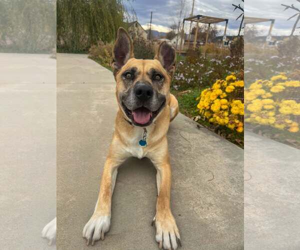 Medium Photo #5 German Shepherd Dog-Unknown Mix Puppy For Sale in Sandy, UT, USA