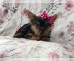 Small Photo #10 Yorkshire Terrier Puppy For Sale in LAKELAND, FL, USA
