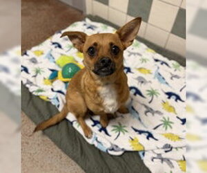 Chihuahua Dogs for adoption in Salinas, CA, USA
