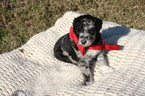Small Photo #1 Aussiedoodle-Poodle (Standard) Mix Puppy For Sale in ENTERPRISE, AL, USA