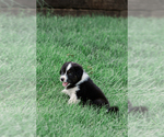 Small #1 Australian Shepherd