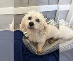 Small #1 Poodle (Miniature) Mix