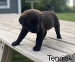 Puppy Tennis Golden Cattle Dog