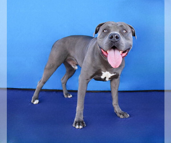 Medium Photo #2 Mutt Puppy For Sale in Pasadena, CA, USA