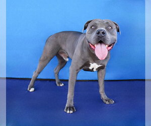 PRESSURE - Male Mutt Dog for Adoption - Photo #2