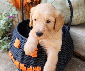 Doodle-Goldendoodle Mix Puppy for sale in WACO, TX, USA
