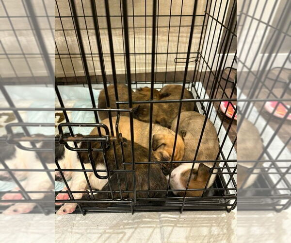 Medium Photo #4 Australian Shepherd-Pug Mix Puppy For Sale in Aurora, IN, USA