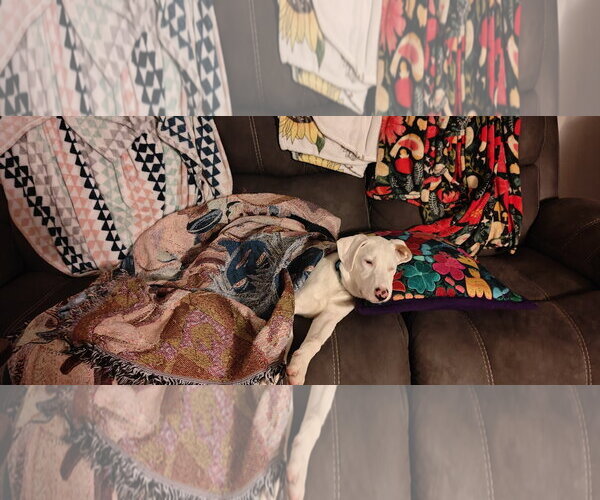 Medium Photo #2 Labrador Retriever-Unknown Mix Puppy For Sale in Plainfield, IL, USA