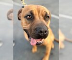 Small Photo #11 Rhodesian Ridgeback-Unknown Mix Puppy For Sale in Lake Forest, CA, USA