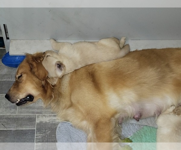 Medium Photo #8 Golden Retriever Puppy For Sale in STELLA, NC, USA