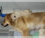Small Photo #8 Golden Retriever Puppy For Sale in STELLA, NC, USA