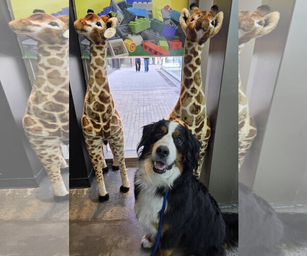 Medium Photo #2 Bernese Mountain Dog Puppy For Sale in Sandy, UT, USA