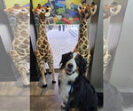 Small #1 Bernese Mountain Dog