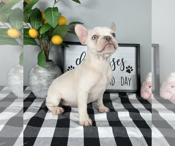 Medium Photo #5 French Bulldog Puppy For Sale in FRANKLIN, IN, USA