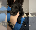 Small Photo #1 Great Dane-Poodle (Standard) Mix Puppy For Sale in FORT WORTH, TX, USA