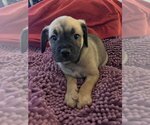Small Photo #2 Puginese Puppy For Sale in Van Nuys, CA, USA