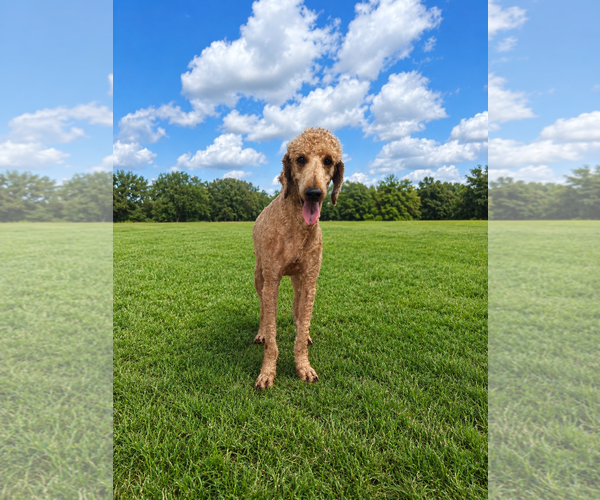 Medium Photo #3 Goldendoodle Puppy For Sale in Pacolet, SC, USA