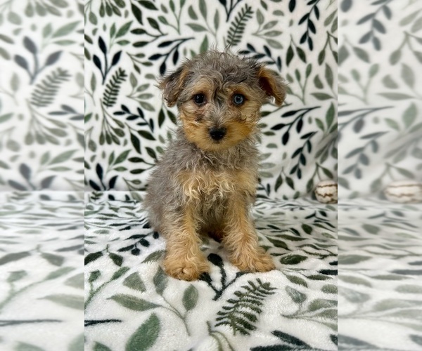 Medium Photo #4 YorkiePoo Puppy For Sale in GREENFIELD, IN, USA