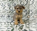 Small #3 YorkiePoo