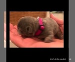 Small Photo #11 French Bulldog Puppy For Sale in PLACERVILLE, CA, USA