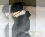 Small #5 F2 Aussiedoodle