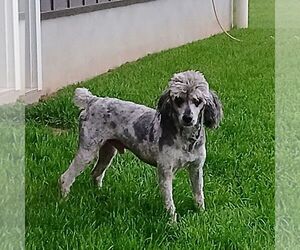 Father of the Poodle (Miniature) puppies born on 05/21/2025