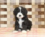 Small #3 Bernedoodle (Miniature)