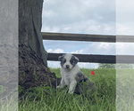 Small Photo #1 Australian Shepherd Puppy For Sale in GREENFIELD, IN, USA
