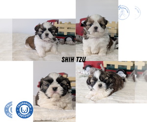 Shih Tzu Litter for sale in GOSHEN, IN, USA