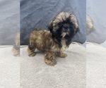 Small Photo #29 Shih Tzu Puppy For Sale in SAINT AUGUSTINE, FL, USA