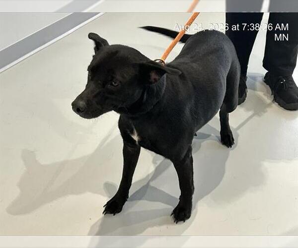 Medium Photo #1 Labrador Retriever-Unknown Mix Puppy For Sale in Ocala, FL, USA