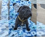 Small #1 French Bulldog