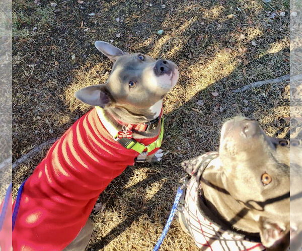 Medium Photo #50 Mutt Puppy For Sale in Mount Laurel, NJ, USA