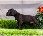 Small #7 Great Dane