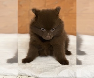Pomeranian Puppy for sale in NORTHPORT, AL, USA
