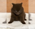 Small Photo #1 Pomeranian Puppy For Sale in NORTHPORT, AL, USA