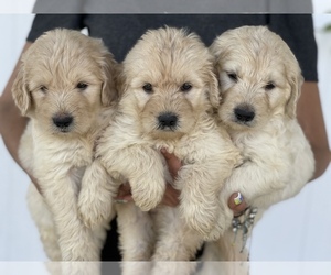 Golden Retriever-Goldendoodle Mix Puppy for sale in ORLANDO, FL, USA