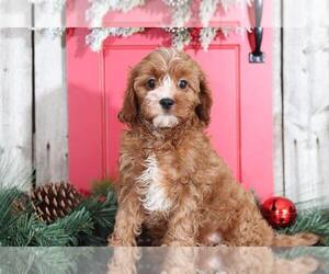 Cavapoo Puppy for sale in MOUNT VERNON, OH, USA