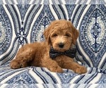 Small Photo #14 Goldendoodle-Poodle (Standard) Mix Puppy For Sale in LAKELAND, FL, USA