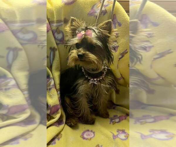 Medium Photo #10 Yorkshire Terrier Puppy For Sale in KEITHVILLE, LA, USA