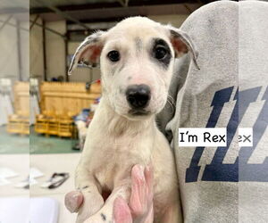 Mutt Dogs for adoption in GILBERTS, IL, USA