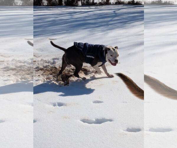 Medium Photo #2 Mutt Puppy For Sale in Rustburg, VA, USA