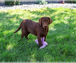 Small #4 Labrador Retriever